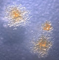 Flavobacterium columnare -bakteerin muodostamia pesäkkeitä kasvatusmaljalla. (Kuva: Katja Pulkkinen / Jyväskylän yliopisto.)