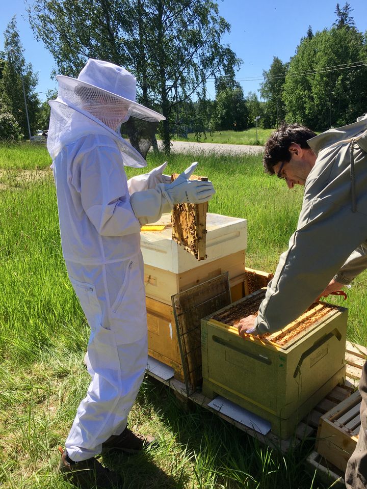 Mehiläisten hoitoa Talomuseo Glimsissä