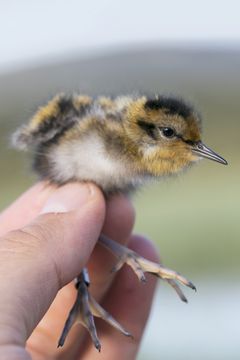 Vesipääskyn poikanen Kuva: Heikki Eriksson / Avescapes