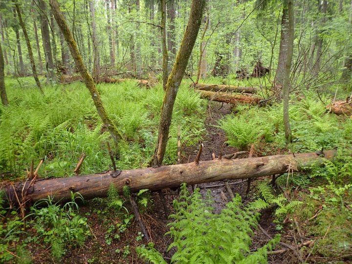 Haltialanmetsää. Kuva: Susanna Pimenoff.