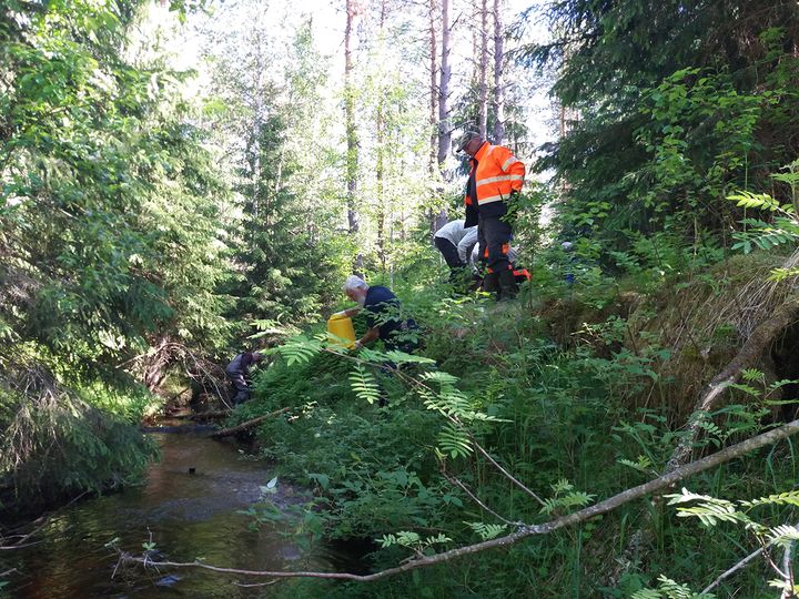 Bäckrestaureringstalko i Storå, Lappfjärds å.