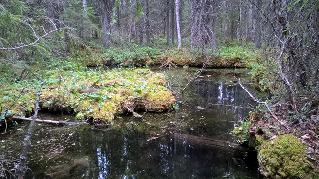 Källorna är platser där grundvatten rinner fram ur marken och skapar värdefulla livsmiljöer som skiljer sig från den övriga miljön. Källan på bilden finns i Kauhajoki i Södra Österbotten (bild: Olli Autio).
