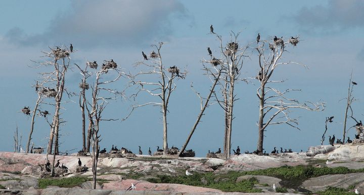 Merparten av storskarvens häckningsbestånd i Finland är numera koncentrerat till stora kolonier på över 500 par. I en stor koloni kan vissa en del av storskarvarna lyckas med häckningen trots örnarnas jakt.
©: Heikki Kotiranta