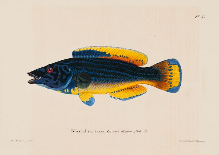 Wilhelm von Wright: Cuckoo-Wrasse, Male (1836–1857). Finnish National Gallery / Ateneum Art Museum. Photo: Finnish National Gallery/Ainur Nasretdin.