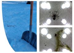 Mankolan koululla tutkittiin maailman vesipäivänä sulamisvettä. Lumikuopasta otettiin hangen profiilista näyte, joka sulatettiin mikroskoopilla tutkittavaksi. Tutkimus paljasti, että lumen seassa on monenlaista elämää kuten hämähäkkejä ja punkkeja