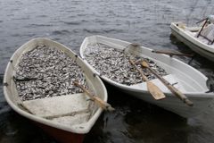 Hoitokalastussaalista. Kuva: Etelä-Savon ELY-keskus. Vapaa julkaistavaksi.