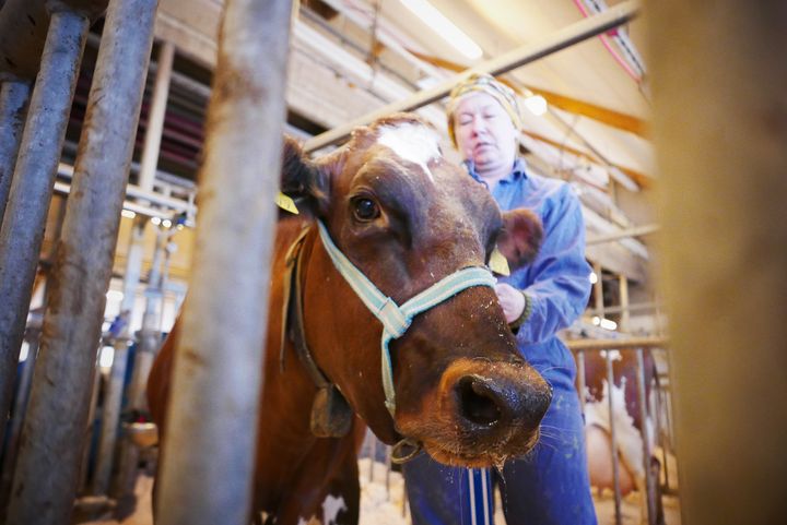 Lauantaina yleisöä keräävät eläinten hyvinvoinnin tutkija Laura Hänninen ja laitumelle säntäävä Inspecta-lehmä lajitovereineen.