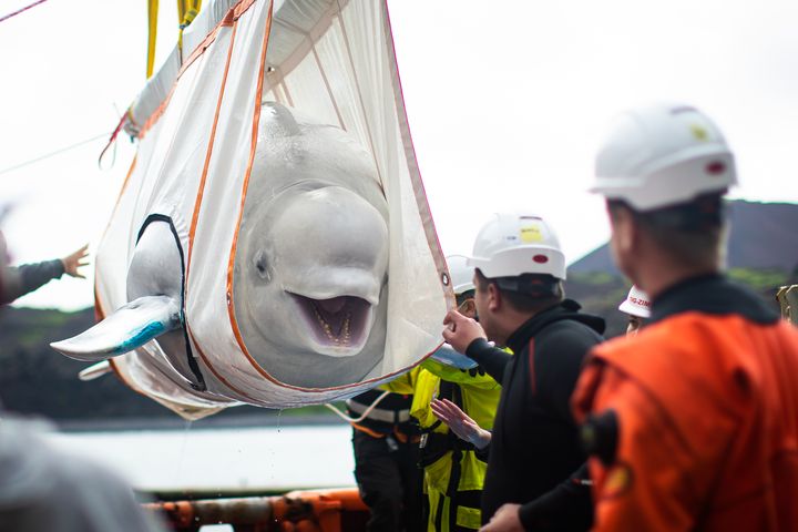 Maitovalas Little White tervehtimässä henkilökuntaa