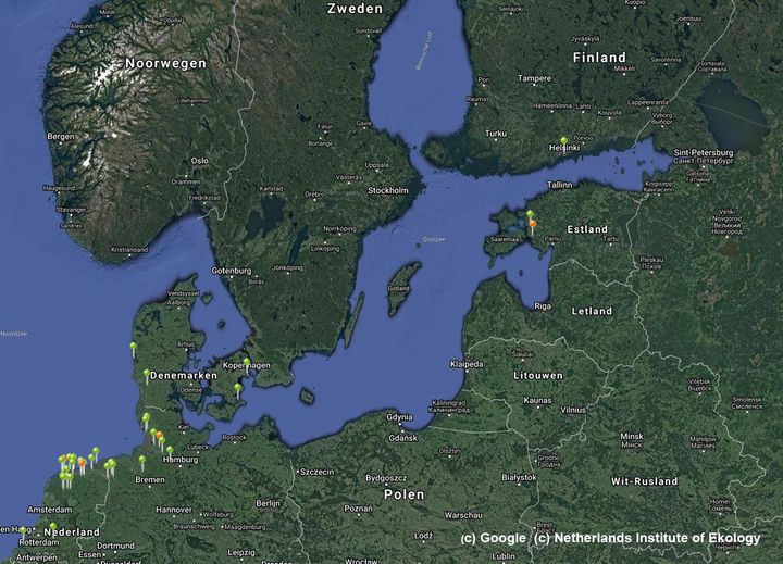 Satelliittilähettimin valjastettujen hollantilaistutkimuksen valkoposkihanhien sijainnit 13.-22.4.2021 (sijaintimerkkien värillä ei ole merkitystä). Kuva: Netherlands Institute of Ekology.