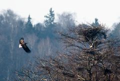 Merikotka Lopissa. Kuva: Otso Häärä.