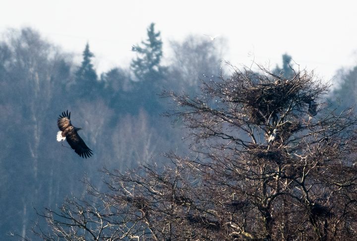 Merikotka Lopissa. Kuva: Otso Häärä.