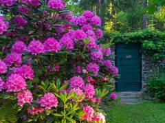 Arboretum Frick. Kuva: Antti Harkko