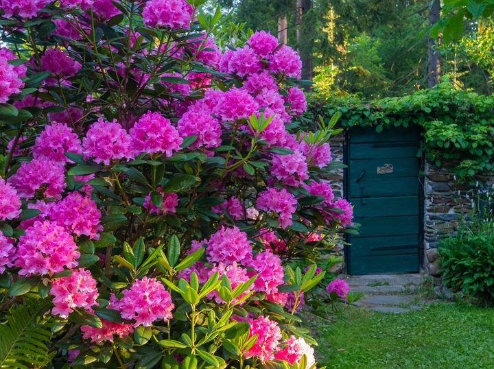 Arboretum Frick. Kuva: Antti Harkko