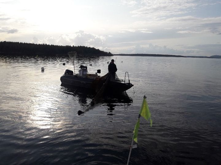 Kalastaja Kallavedellä. Kuva: Miia Muhonen.