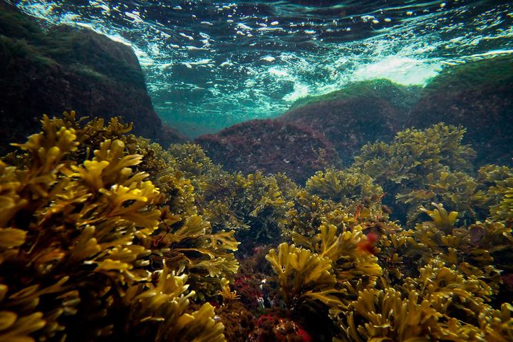 Undervattenslandskap i Skärgårdshavet. ©Juuso Haapaniemi