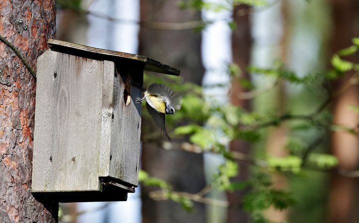 Linnut, pöntöt ja lintutietäjät kuuluvat kesään.