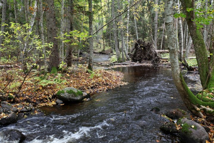 Delar av Kullasjöns vattendrag har bevarats i nästan naturligt tillstånd. Bild: Aki Janatuinen