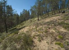 Helmi-keskittymä Rautavaaralla on hyvä osoitus hyvin hoidetusta harjusta. Kuva: Juuso Paappanen