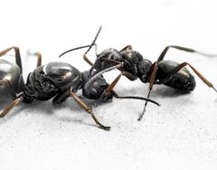 Kuvat Lotta Sundström. Kuvassa mustamuurahaisia, työläinen ja kuningatar