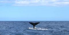 Valaskuva SEA LIFE/Jouni Jaakkola.