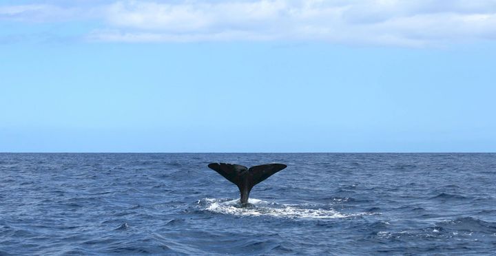 Valaskuva SEA LIFE/Jouni Jaakkola.