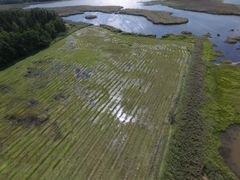 Slåtterkrossad svämäng i Gammelstadsviken i Helsingfors i juli 2023.
Bild: Teemu Virtanen
