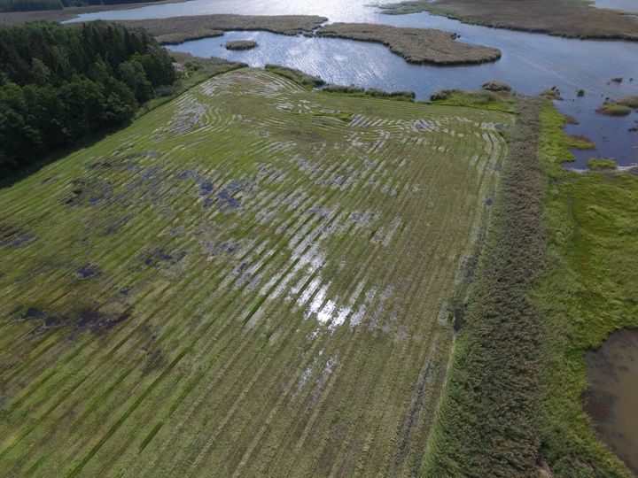 Slåtterkrossad svämäng i Gammelstadsviken i Helsingfors i juli 2023.
Bild: Teemu Virtanen