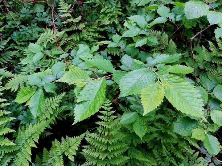 Rauhoitettu, uhanalainen kynäjalava (Ulmus laevis) kuuluu Pirkanmaan vastuulajeihin. Viimeisimmissä arvioinneissa laji on luokiteltu vaarantuneeksi. Kuvat: Kristiina Tolvanen / Pirkanmaan ELY-keskus.