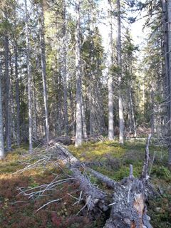 Lahopuu tarjoaa lahottajasienille kasvualustoja ja rikastuttaa metsän monimuotoisuutta. Kuva Marja Manninen.