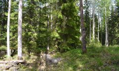 Metsä-Varsannan kangasmetsissä on monin paikoin runsaasti haapaa ja koivua. Kuva Sari Jaakkola