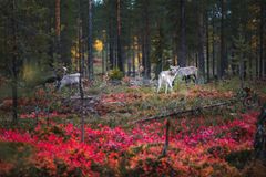 Rykimäaika kerää porot yhteen. Kuva Kristof Göttling/Matkalle Sallaan ry