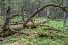 (Kuva: Jyväskylän yliopisto.)