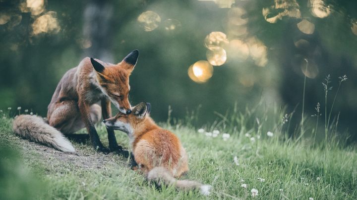 Vanhempain rakkaus, Tuomas Heinonen.  Muut luontohelmet -sarjan voittajakuva.