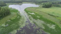 Ansionjärven Aarinkaislahtea heinäkuun lopussa 2023. Kuva: Kari Ranta-aho.