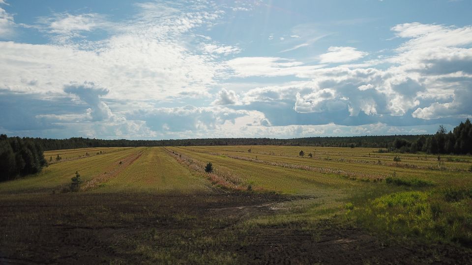 Luola-aapa