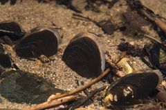 Jokihelmisimpukat viettävät aikaa hautautuneena joenpohjaan ja vaativat huokoisen sorapohjan sekä puhdasta vettä. Kuva: Jari Ilmonen/Metsähallitus.