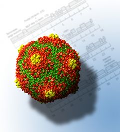 Korkeassa suolapitoisuudessa viihtyvän yksisoluisen arkin HSTV1-virus on sukua eläinten ja bakteerien viruksille.
