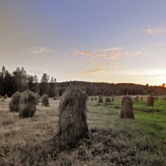 Heinäseipäitä Kolin kylällä kesällä 2021. Kuva: Ilkka Elo / Pohjois-Karjalan ELY-keskus.