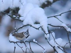 Töyhtötiainen on taantuva metsälaji (kuva: Aleksi Lehikoinen)