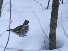Pyyn vihellyksen kuulee metsissä yhä harvemmin (kuva: Aleksi Lehikoinen)