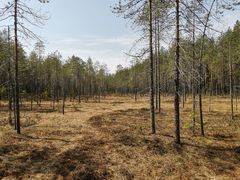 Luonnonsuojelukohteella on myös monimuotoista suoluontoa. Kuva: Pekka Manninen.