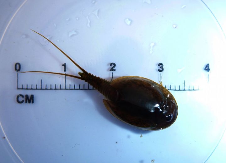 Somasjärvestä saatu suurin kilpikidusjalkainen (Lepidurus arcticus) painoi 0,33 grammaa. Valokuva: Antero Järvinen.