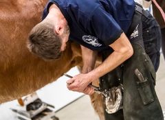 GoExpo Horsessa puhutaan oikeanlaisen kengittämisen tärkeydestä. Kuva: Heidi Koivunen, Messukeskus.