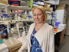 Akatemiaprofessori Anu Wartiovaara. Kuva: Helena Hiltunen/Helsingin yliopisto