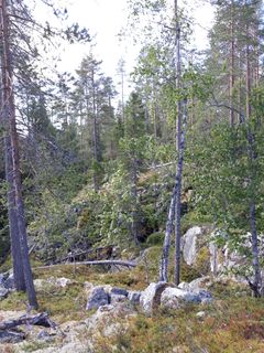 Kallioiset männiköt Taapurissa lisäävät alueen monimuotoisuutta. Kuva Marja Manninen.