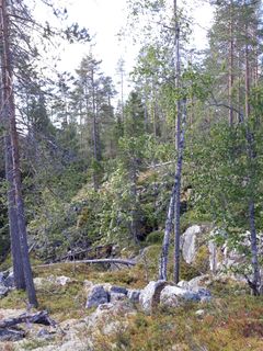 Kallioiset männiköt Taapurissa lisäävät alueen monimuotoisuutta. Kuva Marja Manninen.