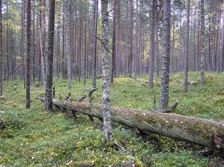 Kaikki metsien kestävästä käytöstä kiinnostuneet voivat osallistua uuteen hankkeeseen.