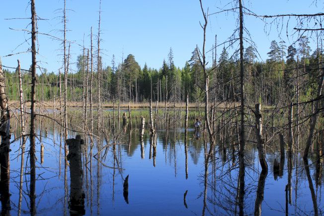 Luonnon monimuotoisuutta lisäävää lahopuuta syntyy, kun majava nostaa rantametsään tulvan rakentamalla vesistöön padon. Kuva: Mia Vehkaoja