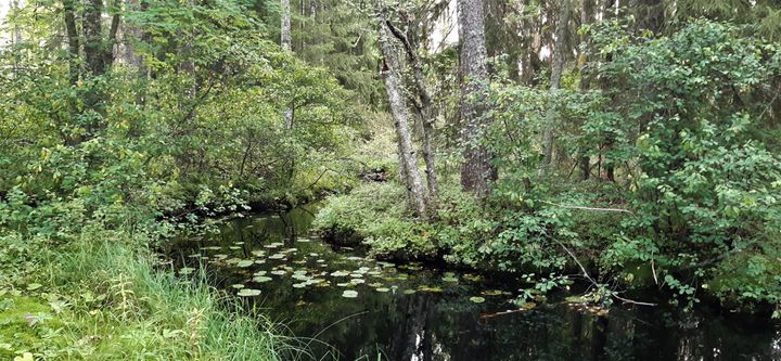 Vuoden 2022 aikana Varsinais-Suomen ELY-keskuksen alueella inventointiin 60 kilometriä puroja. Kuva © Risto Vilen
