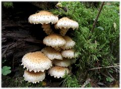 Aarnihelokka (Pholiota squarrosoides) on tärkeä lahottajasieni. (Kuva: Tea von Bonsdorff/Luomus)
